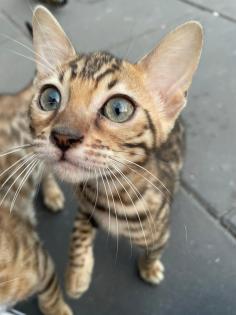 Bengalen Babys suchen neue Dosenöffner