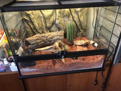 Verschenke 2 Dünnfingergeckos Terrarium und Zubehör kann optional erworben werden