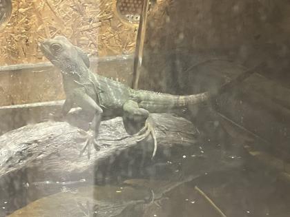 Grüne Wasseragame weibchen 0. 1