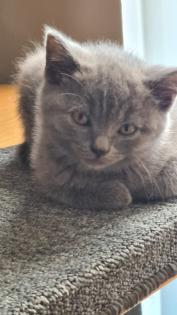 BKH reinrassige weibliche Kitten