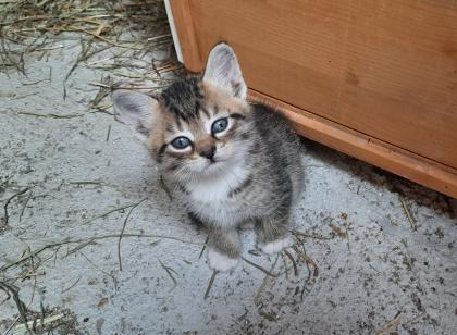 Kitten / Katzenbabys
