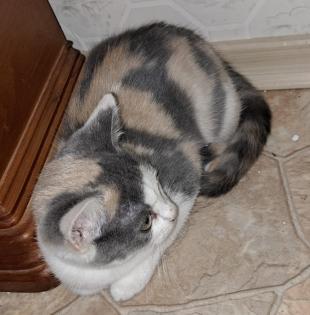 BKH Babykatzen