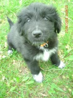 5 Süße Beardedcolliemischlingswelpen suche ein liebevolles Zuhause