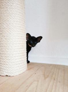 Orientalisch Kurzhaar Kitten mit Papiere / Stammbaum