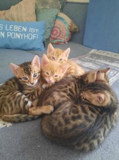 Edelmix Sibirische Waldkatze und Bengal Kitten