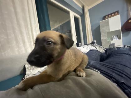 11 Süße Malinois Welpen suchen ein neues Zuhause