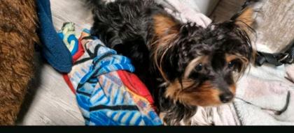 Yorkshire Mix 3 Jahre sehr lieb