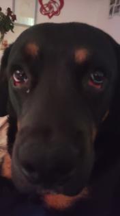 Ich bin Lucky ein Labrador-Boxer Mix Boxerdor sucht Hündin für gemeinsames Baby machen Deckrüde