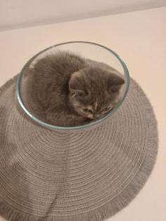 Bkh Kitten noch 2 zu haben
