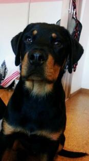 Rottweiler Welpe 5 Monate, Rüde zu verkaufen.
