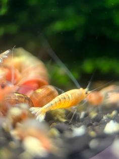 Red Bolts Caridina Garnelen Red Steel DNZ