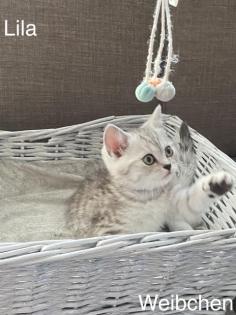 BKH-Silver/Golden Tabby Kitten suchen neues zuhause