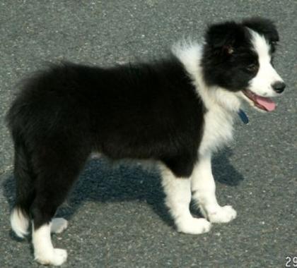 Border Collie s vom Skuddenhof VDH-FCI zucht