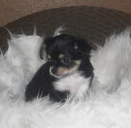 Chihuahua Welpen suchen ab SOFORT neues liebevolles Zuhause