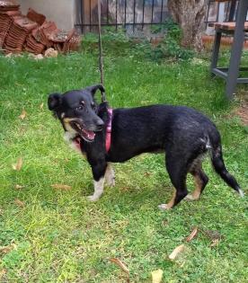 Tinka sucht ein passendes Zuhause