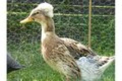 Landente mit HAUBE wildfarbig