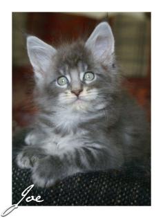 Wir haben typvolle, verschmuste Maine Coon Babys