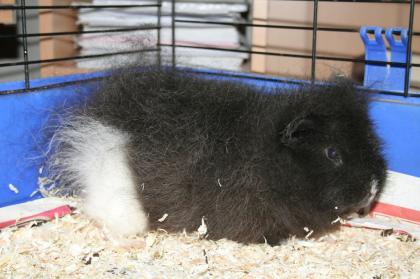 Meerschweinchen US-Teddy