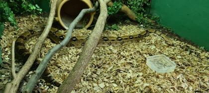 Boa Constrictor Imperator 2