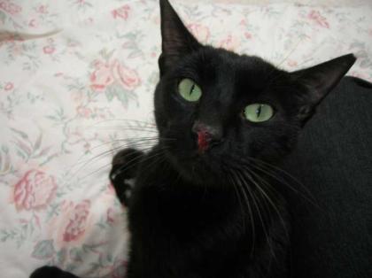 Kater Rudolph-nach Unfall sich selbst überlassen