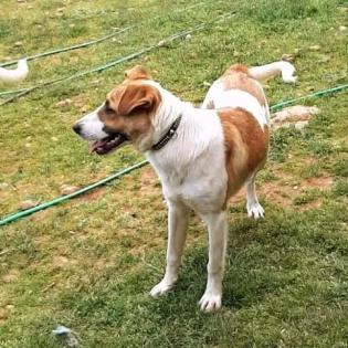 Leon sucht Körbchen sucht Pflege oder Endstelle