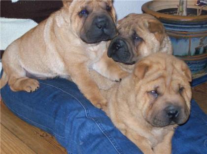Süße braune Shar-Pei Welpen 3 Rüden