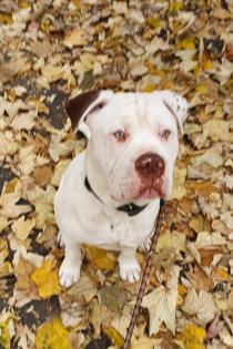 Englishbulldogge