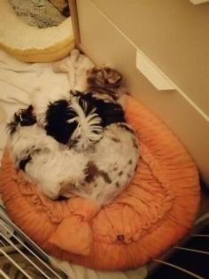 Hunde suchen dringend ein neues Zuhause