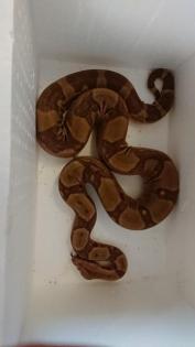 0, 1 Boa constrictor imperator Salmon DH Sunglow
