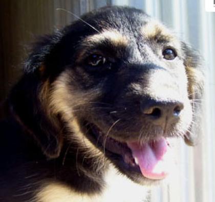 Pfötchenhilfe Rhodos sucht für Schäferhund-Mix Paris ein neues Zuhause