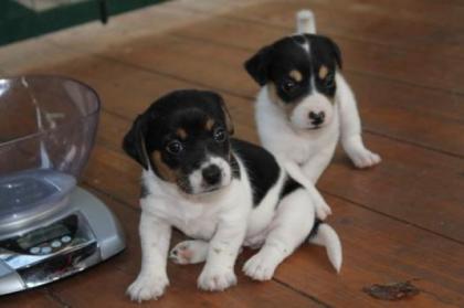 Süße Jack-Russell-Welpen abzubegen
