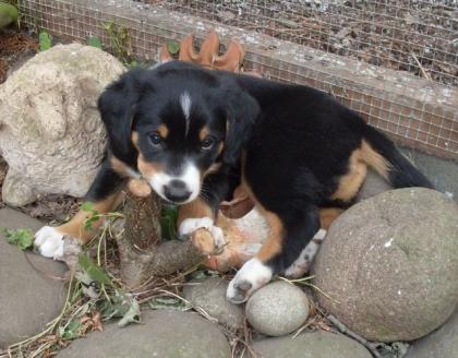 Entlebucher/ Appenzellerwelpen