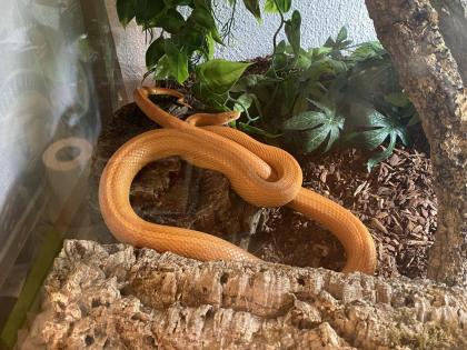 Kornnatter, männlich inklusive Terrarium, verhandelbar
