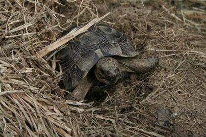 Maurische Landschildkröten, Testudo graeca ibera eigene Nachzuchten von 2023, 22, 21 und 20.
