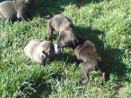 9 süsse kleine mixwelpen aus mastino napilitano und staffort suchen ein liebevo