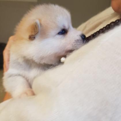 Akita Husky im Allgäu