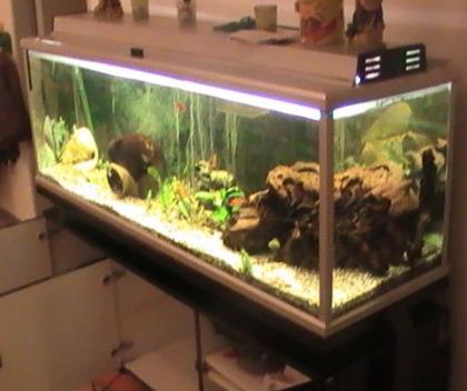 Verkaufe komplettes 300l Becken an Selbstabholer