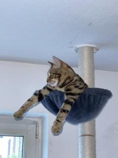 Bengal Kater