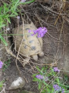 Vierzehenlandschildkröte