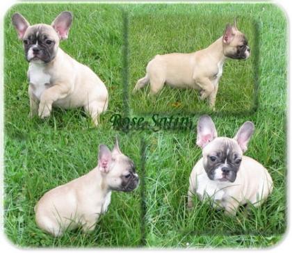 Top Französische Bulldoggen Mädchen