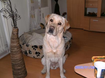 Labrador Rüde 5 Jahre sucht weibchen zum Decken