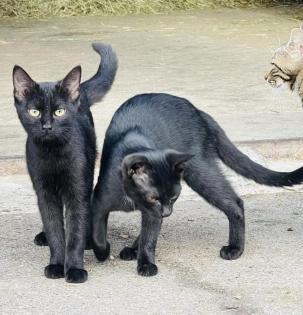 Katzenkinder suchen liebes Zuhause