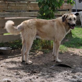 Mario - ein sanfter Schatz