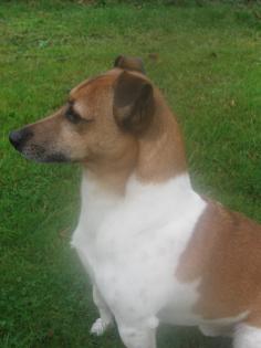 Jack Russell Terrier Deckrüde