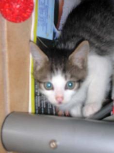 Katzenbabys suchen neuen Wirkungskreis