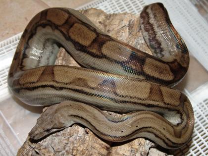 Motleyboa Boa c. imperator Honduras