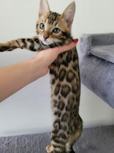 Bengal Kitten mit Stammbaum