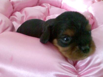 Wunderschöne Cavalier-King-Charles-Spaniel Welpen in ruby black tan aus vera