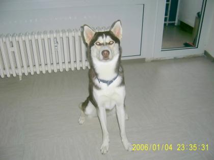 Biete Husky Deckrüde