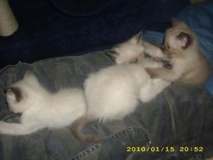 Siam/Thai-Katerchen abzugeben